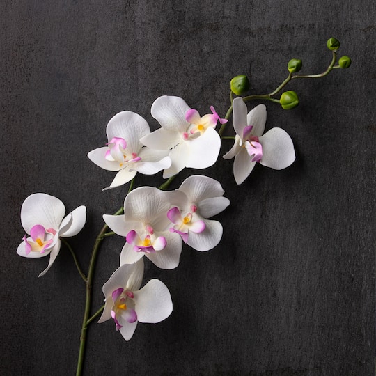 Orchid Spray by Ashland